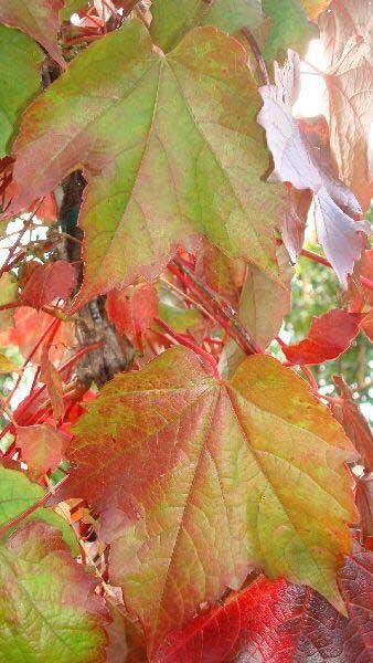 Parthenocissus Tricuspidata Veitchii is also known as Boston Ivy - for sale at our London garden centre