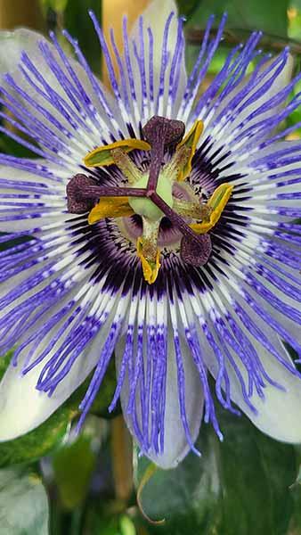 Passiflora Caerulea. Blue Passion Flower Vigorous Climber