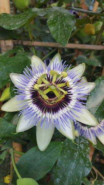 Passiflora Caerulea Clear Sky, pale blue flowering passion flower to buy online UK