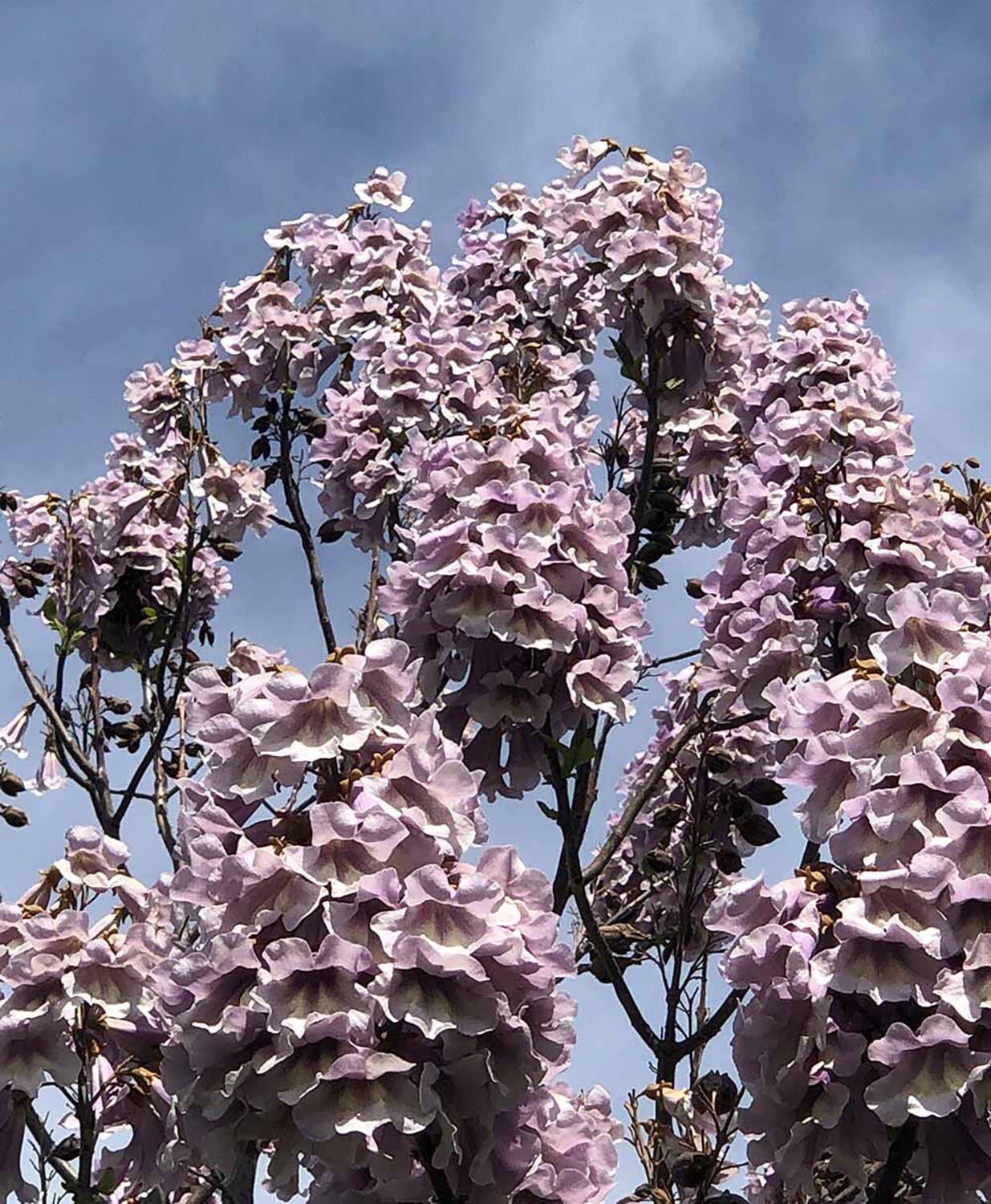 Paulownia Tree UK s First Ever Plantation Of New Carbon Capturing Tree paulownia-tree-uk-s-first-ever-plantation-of-new-carbon-capturing-tree