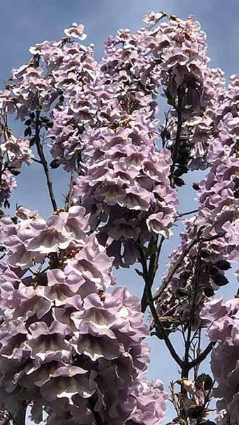 Paulownia Tomentosa or Empress Tree is also known as the Foxglove Tree and Princess Tree, beautiful flowering tree buy online UK
