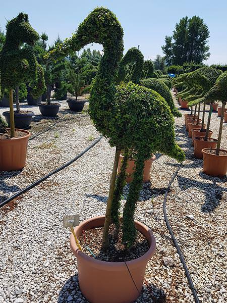 Pelican topiary, beautiful elegant bird shaped from Ligustrum Jonandrum and part of our animal topiary collection, for sale online UK delivery.