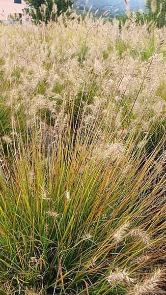 Pennisetum Alopecuroides Hameln Fountain Grass Hameln Dwarf for sale online UK and Ireland delivery.