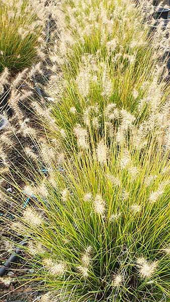 Pennisetum Little Bunny