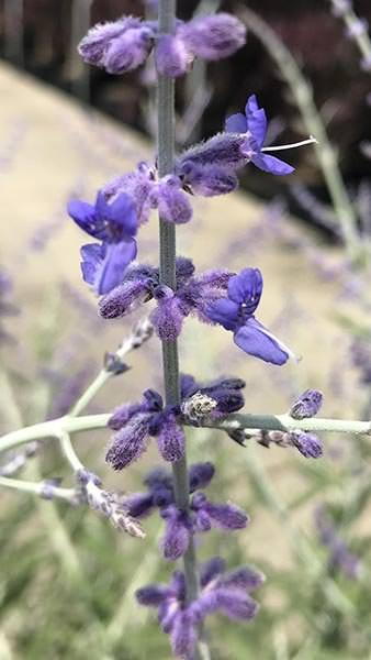 As many of the early summer plants are reaching the end of their flowering season, Perovskia Blue Spire begins to flower. 