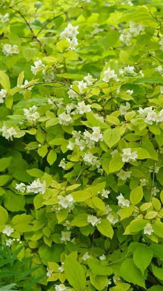 Philadelphus Coronarius Aureus. Mock Orange Aureus shrub for sale online with UK and Ireland delivery.