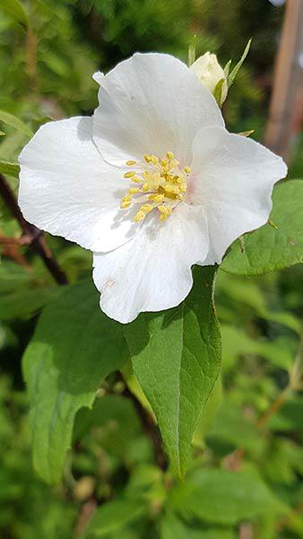 Philadelphus Coronarius Mock Orange for sale Online UK delivery