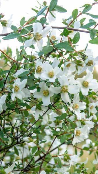 Philadelphus Mont Blanc