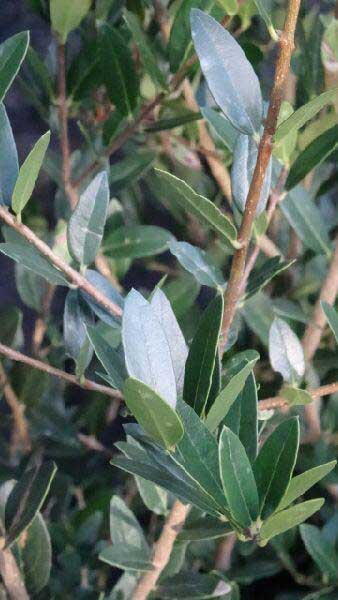 Phillyrea Angustifolia, Shrubs, UK