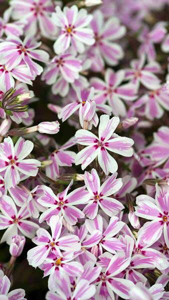 Phlox Subulata Candy Stripe, also known as Creeping Phlox or Moss Pink, perennials for sale online with UK delivery.