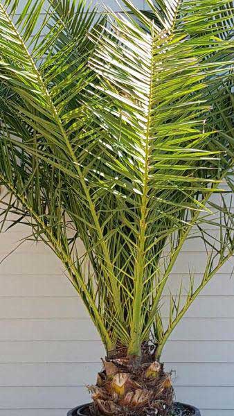 Phoenix Canariensis is also known as the Canary Island Date Palm, hardy palms for Sale Online UK Delivery.