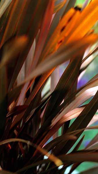 Phormium Bronze Baby Flax Lily Ornamental Grass