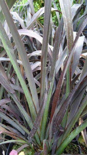 Phormium Platts Black, Buy Grasses Online UK