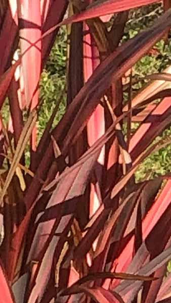 Phormium Tenax Red Sensation Flax Lily Ornamental Grass