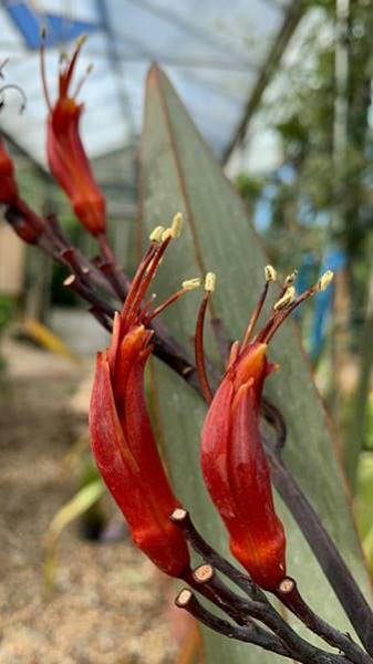 Phormiums and other ornamental grasses for sale UK