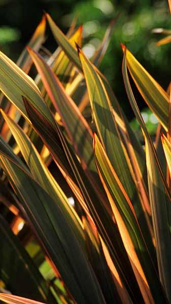 Phormium Tenax Sundowner New Zealand Flax Sundowner Grass