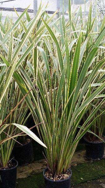 Phormium tenax variegated, hardy shrubs at Paramount Plants and Gardens UK - buy online UK