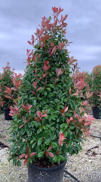 Photinia Red Robin Topiary Cones