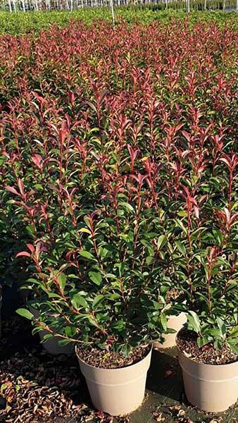 Photinia Fraseri Carré Rouge