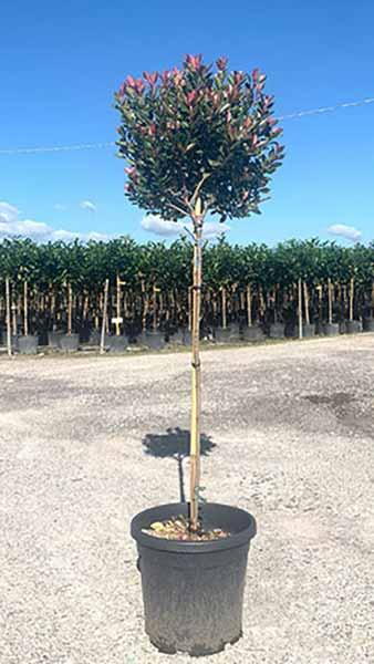 Photinia Fraseri Little Red Robin Trees  - standard trees to buy Online UK & Ireland