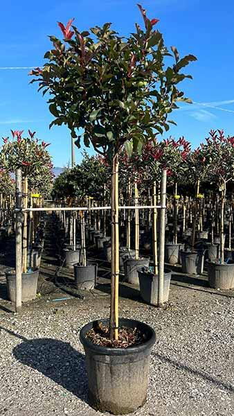 Photinia Fraseri Magical Volcano