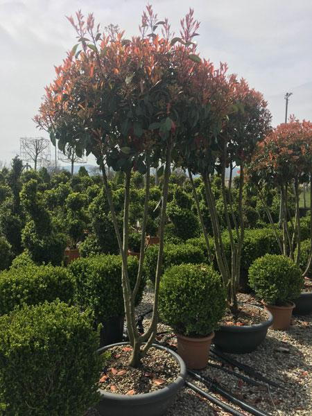 Thriller chauffør Avenue Photinia Fraseri Red Robin Crown Lifted Bonsai Tree Buy UK