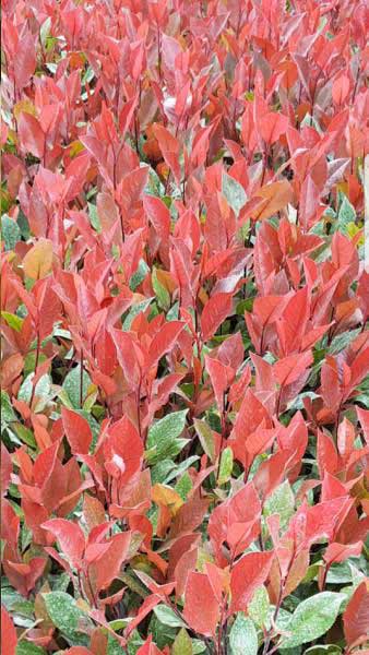 Photinia Fraseri Little Red Robin shrubs