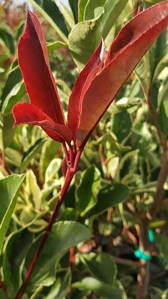 Photinia x Fraseri Pink Marble Rootball - Ideal for Hedging