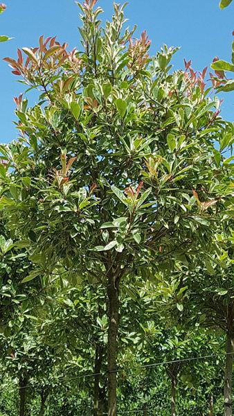 Photinia Fraseri Pink Marble Standard Trees - lovely evergreen screening trees, buy online UK delivery.