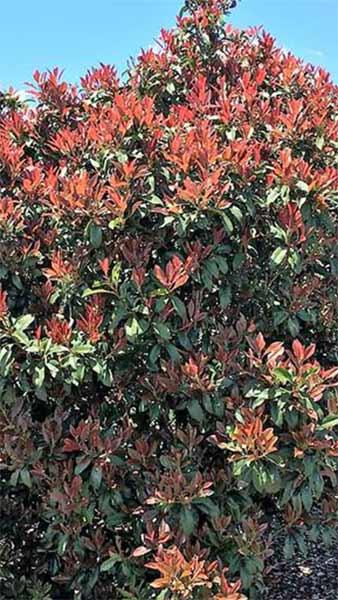 In addition to the neat compact growth habit, Photinia x Fraseri Red Robin Compacta has all the hallmark Photinia well-loved features incl. new leaves emerge bright red in spring
