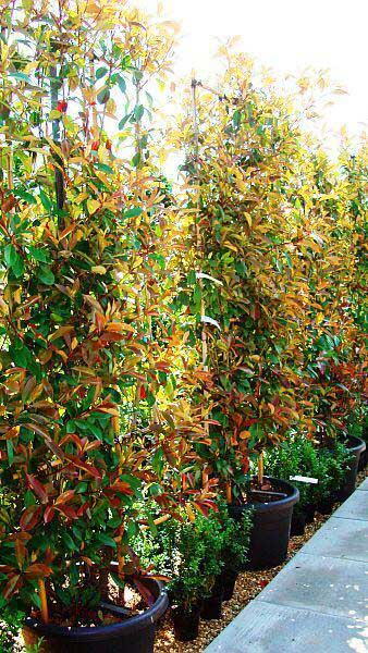 Photinia Red Robin Frames, Screening Trees