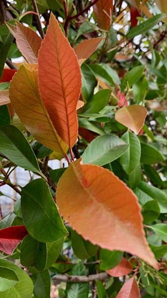 Photinia Red Robin Pleached trees for sale UK