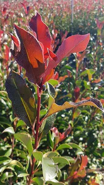 Photinia Fraseri Cracklin Red - new growth emerges dark red maturing to a deep rich green. 