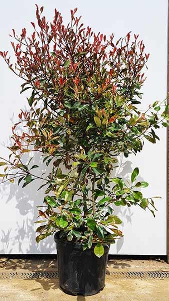 Photinia Fraseri Louise, a new variegated variety with evergreen foliage in shades of blush pink, green, cream and pale pink. 