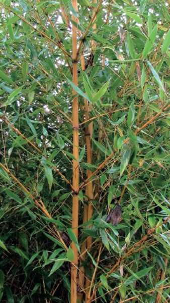 Phyllostachys Aurea Holochrysa - Most Golden of All Bamboo buy online UK delivery.