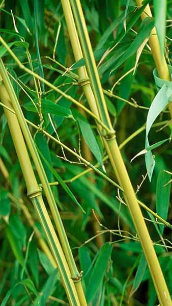 Phyllostachys Aurea Koi Bamboo is also known as Golden Koi Bamboo for Sale online with UK delivery