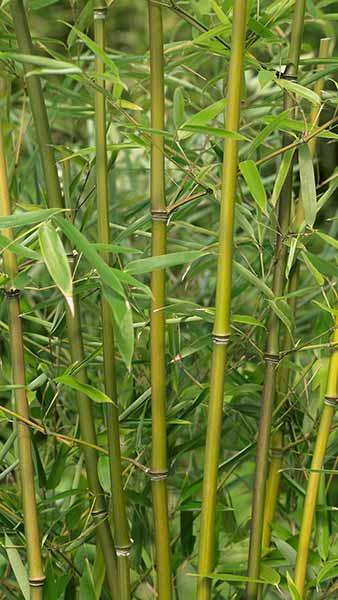 Phyllostachys Humilis, also known as Scottish Bamboo or Hime-hachiku Bamboos, plants are for sale online with UK delivery