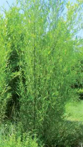 Phyllostachys Nidularia Bamboo also known as Broom Bamboo for Sale Online, UK delivery