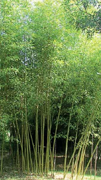 Phyllostachys Sulphurea Viridis is also known as Bamboo Ougon kou Chiku Bamboo to buy online UK