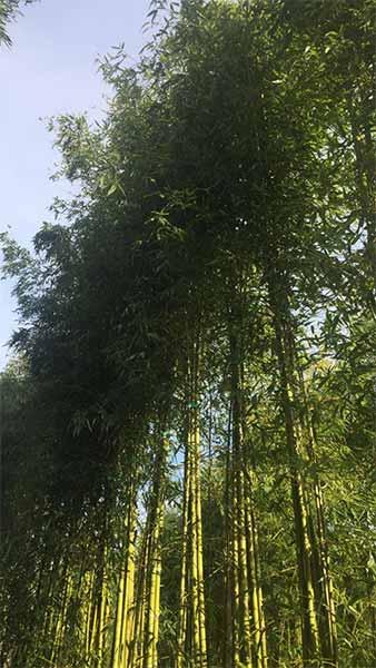 Phyllostachys Viridiglaucescens is also known as Green Glaucous Bamboo, buy online with UK delivery.