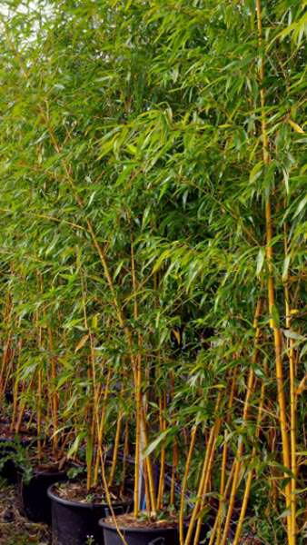 Phyllostachys Vivax Aureocaulis also known as Golden Chinese Timber Bamboo for sale online with UK delivery