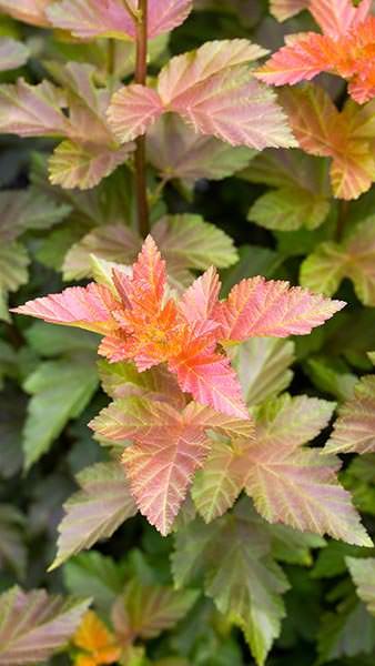 Physocarpus Opulifolius Amber Jubilee also known as Ninebark, a deciduous shrub with beautifully coloured foliage, buy online with UK delivery.