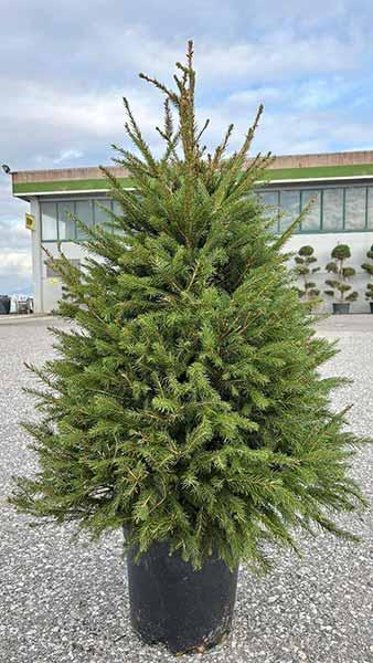 Picea Abies Excelsa Norway Spruce, Living Christmas Tree