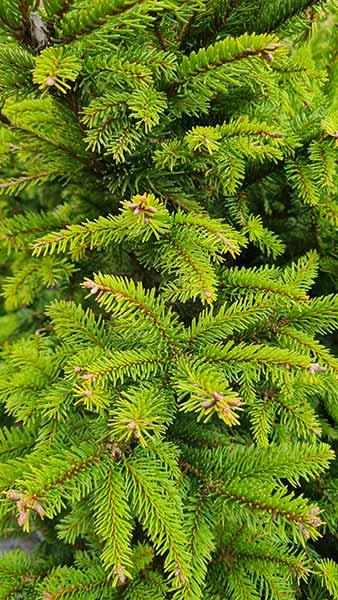 Picea Abies Ohlendorffii or Ohlendorff’s Norway Spruce Conifer