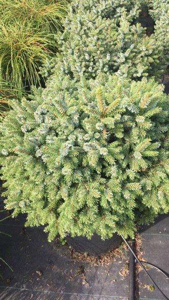 Picea Omorika Nana or dwarf Serbian Spruce tree forms a dense globular shape, a compact conifer for sale online UK delivery.