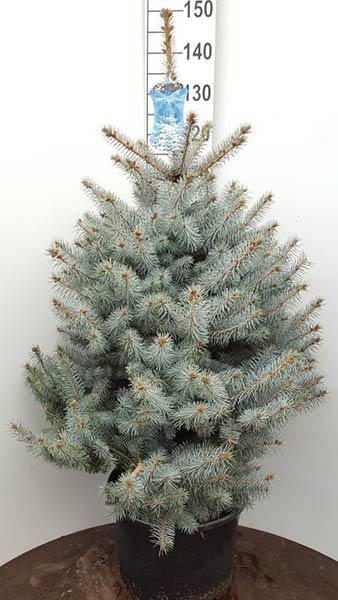 Picea pungens Blue Diamond or Blue Spruce Blue Diamond, beautiful Christmas tree shape - perfect to buy as a living Xmas tree to plant in the garden, buy UK.