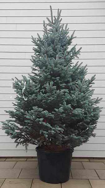 Picea Pungens Fat Albert. Colorado Blue Spruce Fat Albert