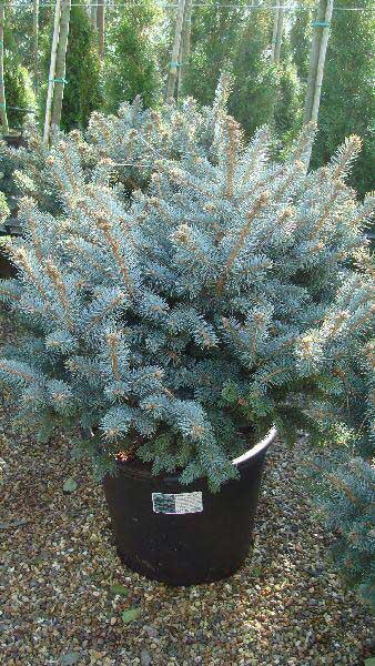 Picea Pungens Globosa, Low Growing Conifers, UK