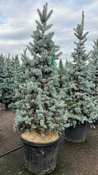 Picea Pungens Hoopsii Colorado Spruce or Blue Spruce