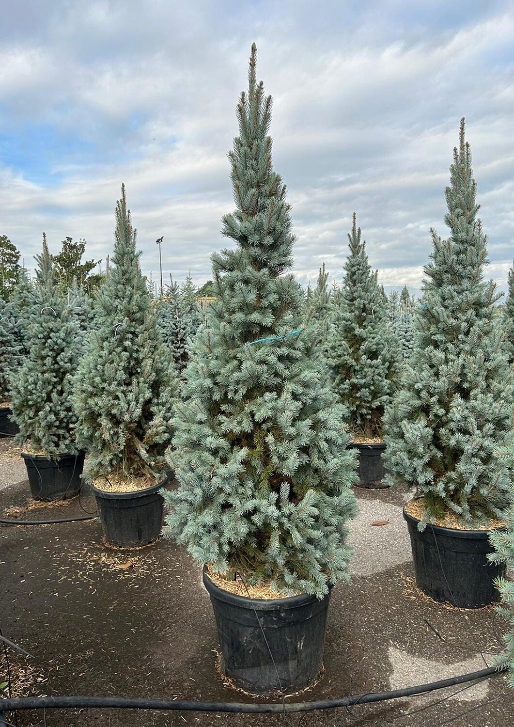 Fastigiate Picea Pungens Iseli Fastigiate Colorado Spruce Blue Spruce